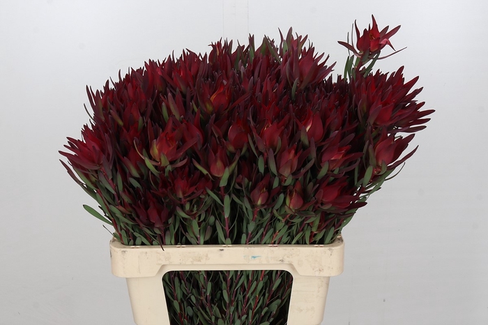 Leucadendron Blush Spray