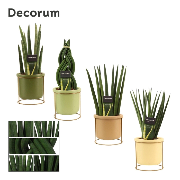 <h4>Sansevieria Cylindrica 12 cm Mix in Lynn (Silent moods-collectio</h4>