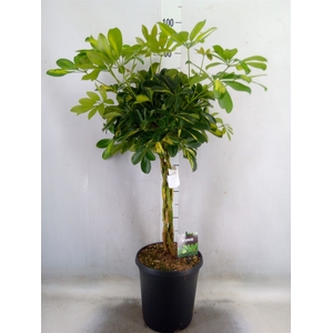 Schefflera arbor. 'Gold Capella'