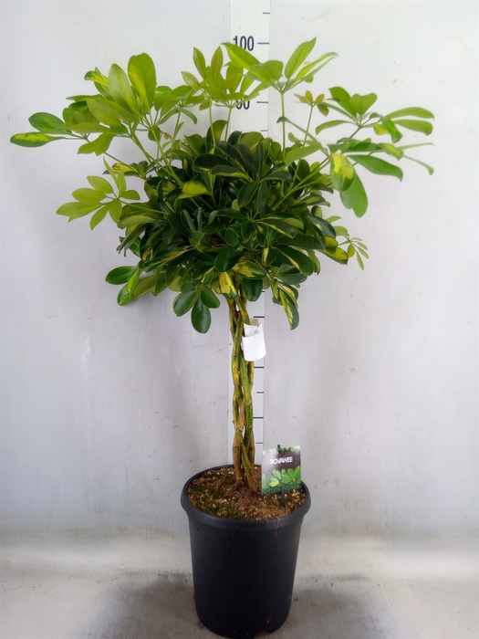 <h4>Schefflera arbor. 'Gold Capella'</h4>