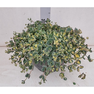 Sedum sieboldii