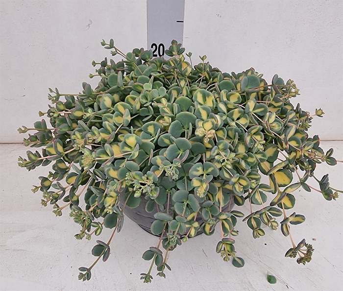 <h4>Sedum sieboldii</h4>