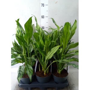 Aglaonema   ...mix