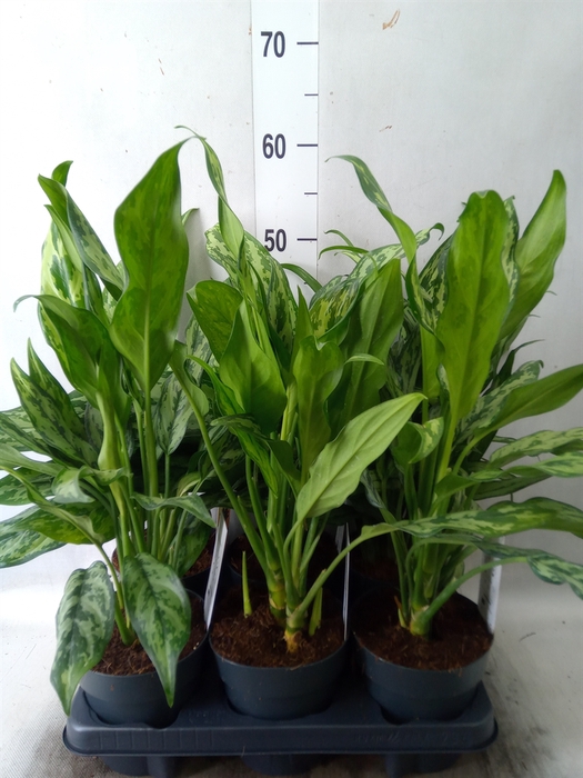 <h4>Aglaonema   ...mix</h4>