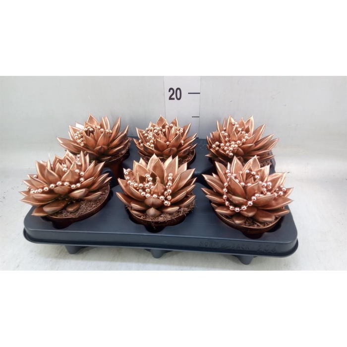 <h4>Echeveria  'Miranda'</h4>