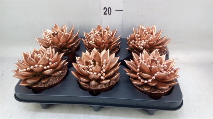 <h4>Echeveria 'Miranda'</h4>