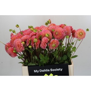 Dahlia Latte