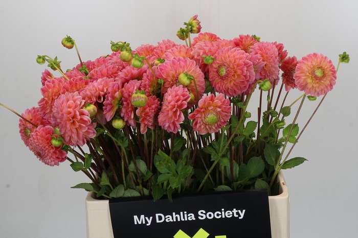 Dahlia Latte