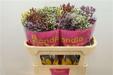 <h4>Lim Sin Diamond Mix</h4>