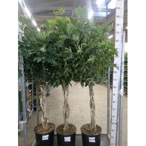 Schefflera arbor. 'Compacta'