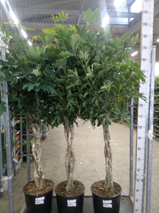 <h4>Schefflera arbor. 'Compacta'</h4>