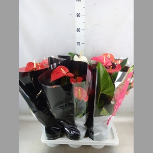 Anthurium   ...mix