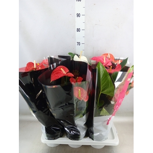 Anthurium   ...mix