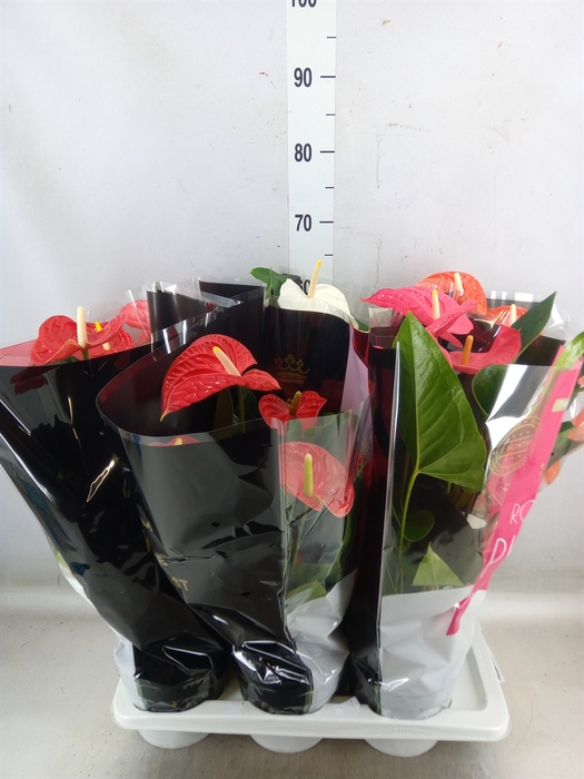 <h4>Anthurium   ...mix</h4>