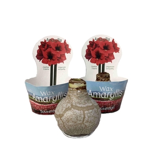 HIPPEASTRUM-HYBRID P14