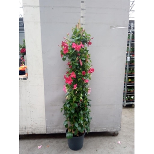 Mandevilla   ...