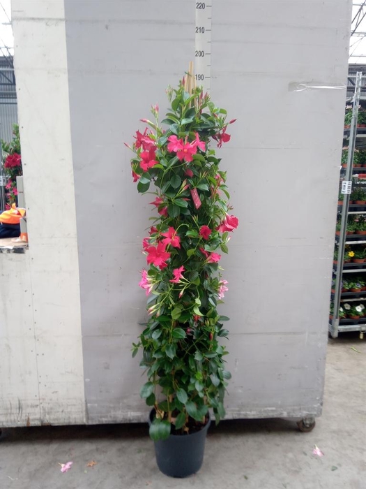 <h4>Mandevilla   ...</h4>