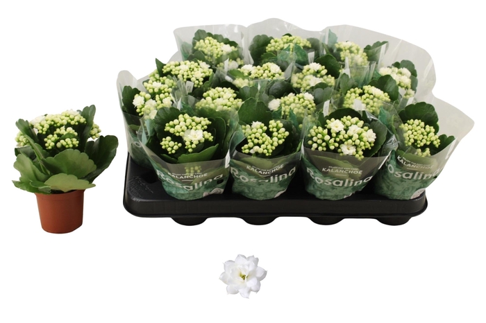 <h4>KAL GE DON DIONE</h4>