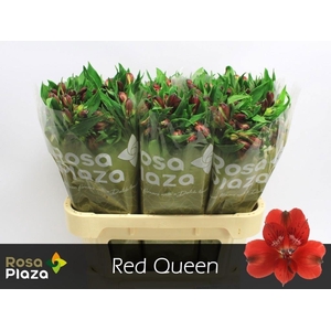 ALSTR RED QUEEN
