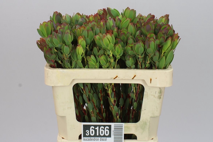 Leucadendron Discolor Spray