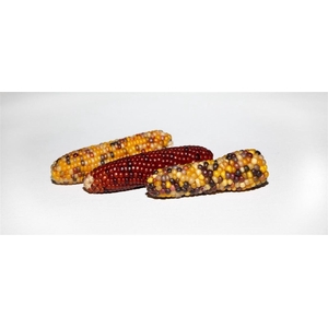 Zea Mays Medium Mix