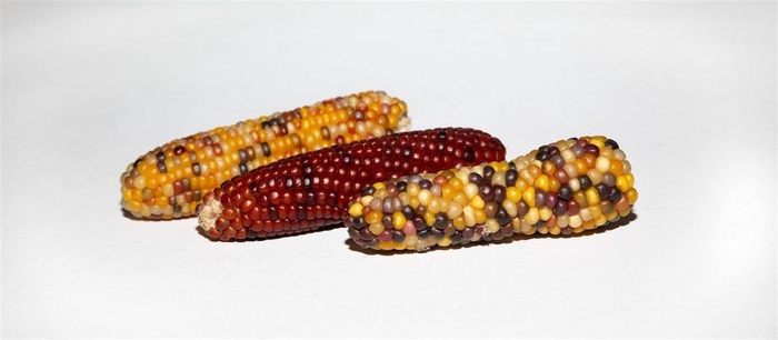 <h4>Zea Mays Medium Mix</h4>