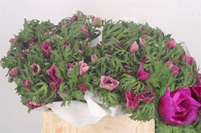 <h4>Anemone Mistral Fuchsia</h4>