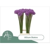 Allium Stratos