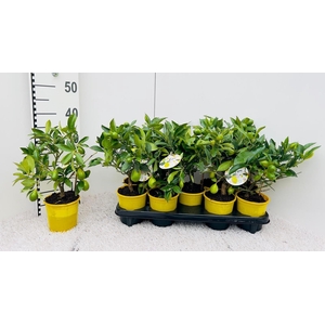 Citrus floridana Limon mini-stem (s2)