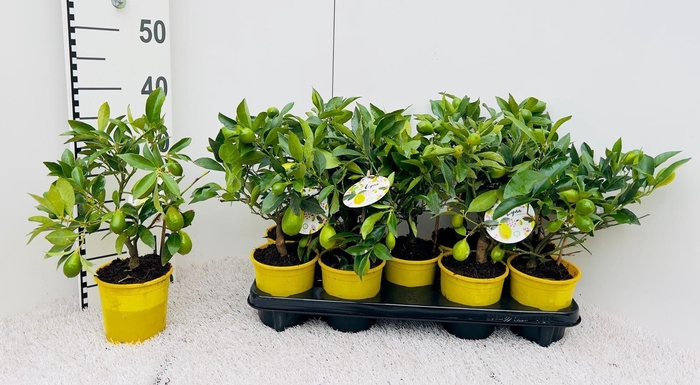 <h4>Citrus floridana Limon mini-stem (s2)</h4>