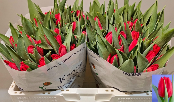 <h4>TU EN TOPROY</h4>