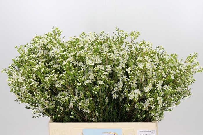 Chamelaucium Ofir