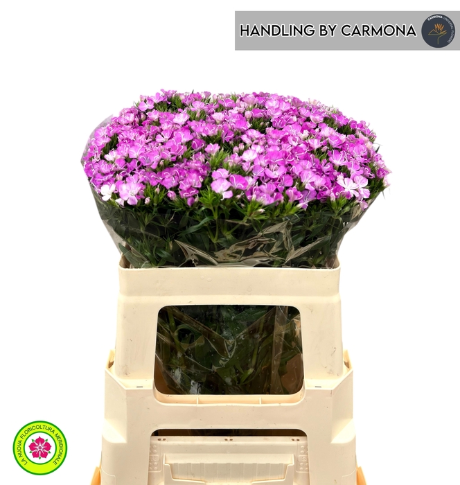 <h4>DI BARB AM ROSE</h4>