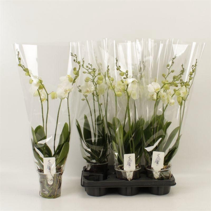 <h4>PHAL AN INVERNESS</h4>