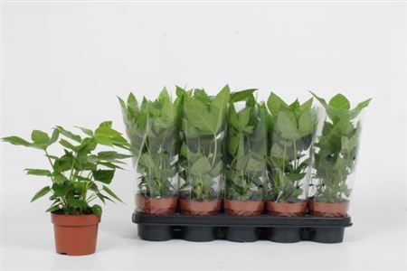 <h4>Fatsia Japonica</h4>