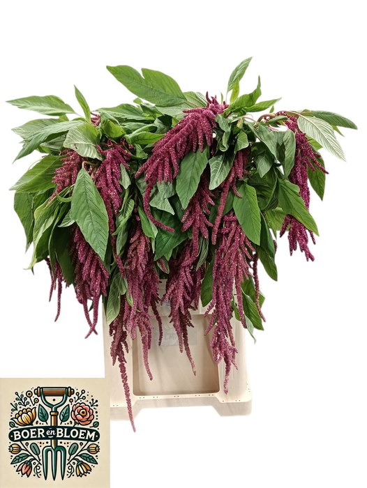 <h4>AMAR CA RED CORD</h4>