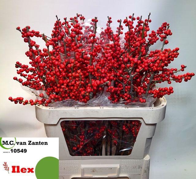 <h4>ILEX VE RODE BES</h4>