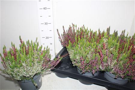 <h4>Callu Wibos Trio</h4>