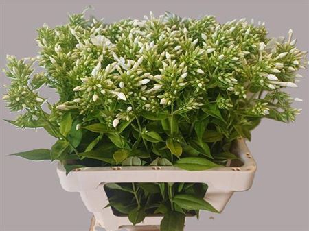 <h4>Phlox P David</h4>