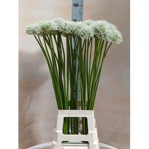 ALLIUM MOUNT EVEREST