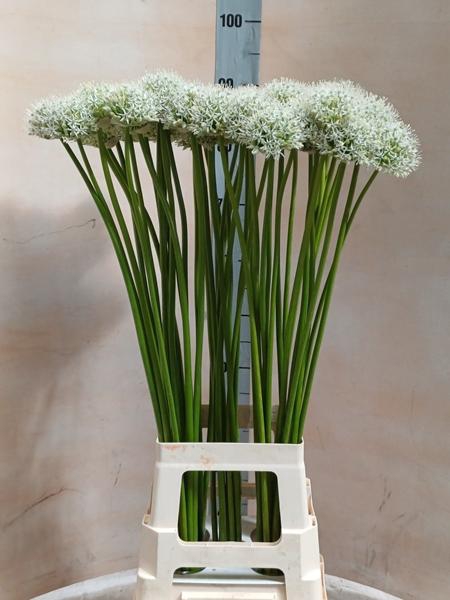 <h4>ALLIUM MOUNT EVEREST</h4>