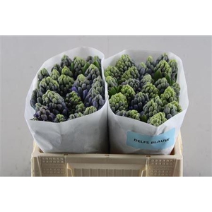 Hyac Delft Blue 30 De Groot