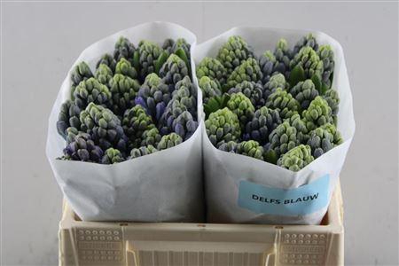 <h4>Hyac Delft Blue 30 De Groot</h4>