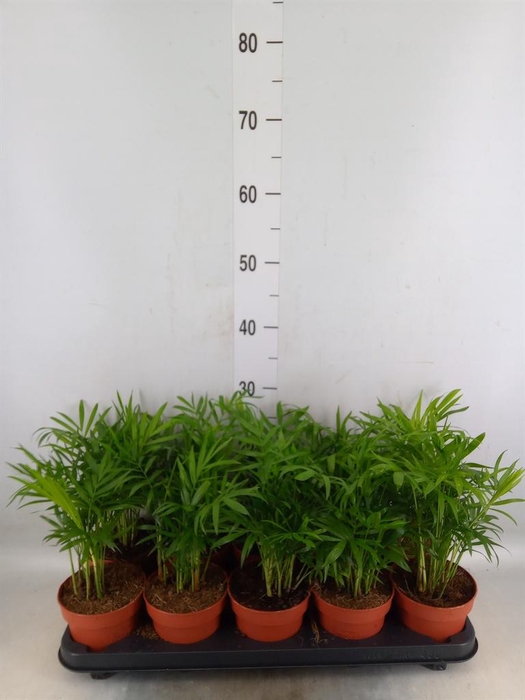 <h4>Chamaedorea elegans</h4>