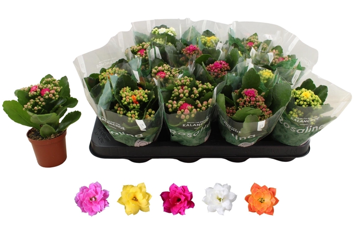 <h4>KAL GE RO GEM 5 KL</h4>