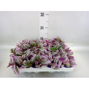 Tradescantia cerinth. 'Nanouk'