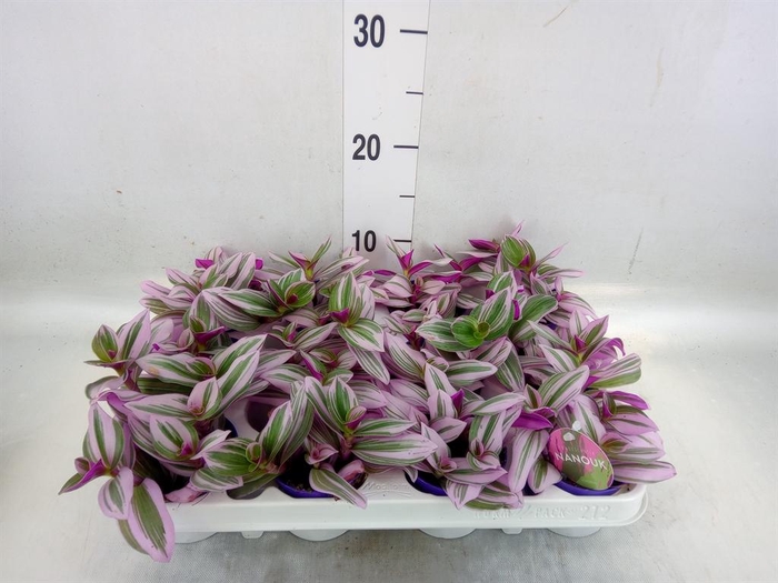 <h4>Tradescantia cerinth. 'Nanouk'</h4>