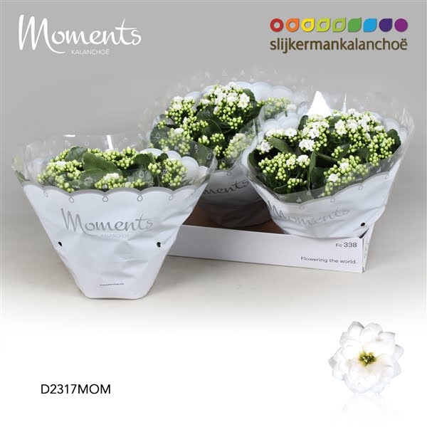 <h4>Kalanchoe Moments - White</h4>