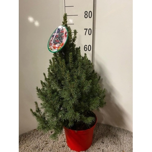 PICEA GL DECEMBER