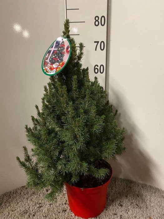 <h4>PICEA GL DECEMBER</h4>